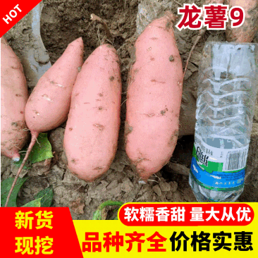 《河北龙薯》龙薯9/河北红薯/沙地红薯/条形好日出3千斤