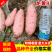《河北龙薯》龙薯9/河北红薯/沙地红薯/条形好日出3千斤