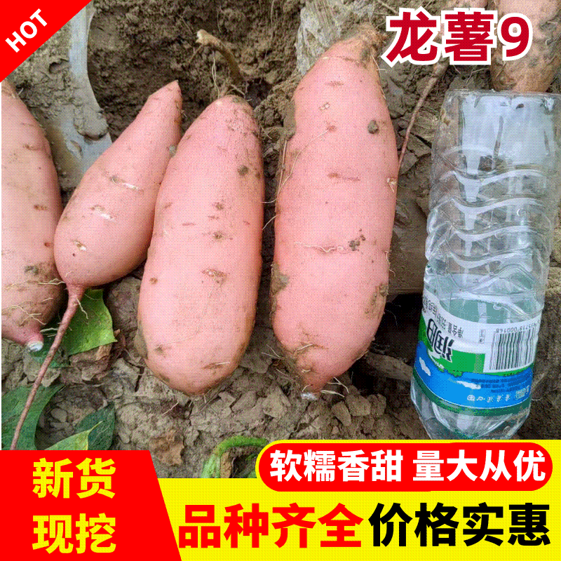 《河北龙薯》龙薯9/河北红薯/沙地红薯/条形好日出3千斤