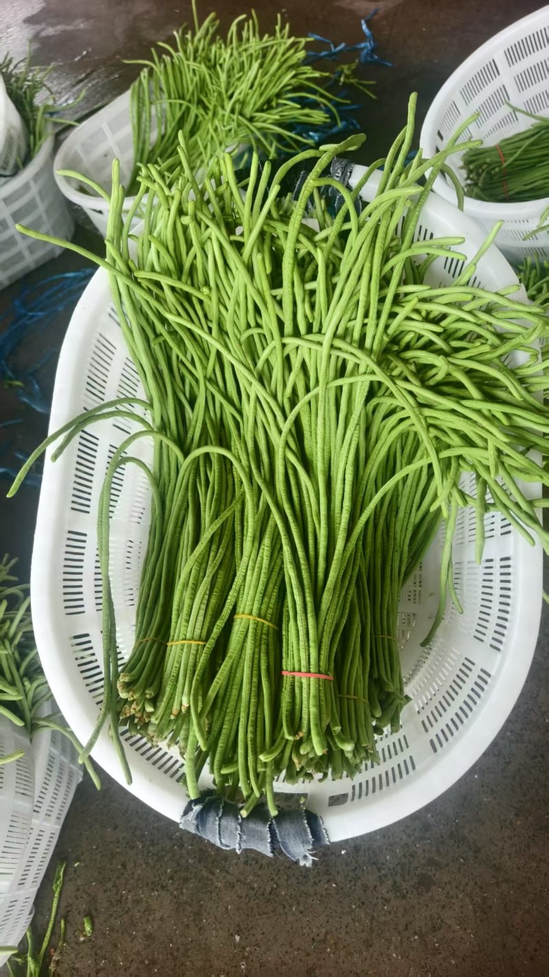 【实力推荐】河南开封精品长豆角产地直销可对接各大市场