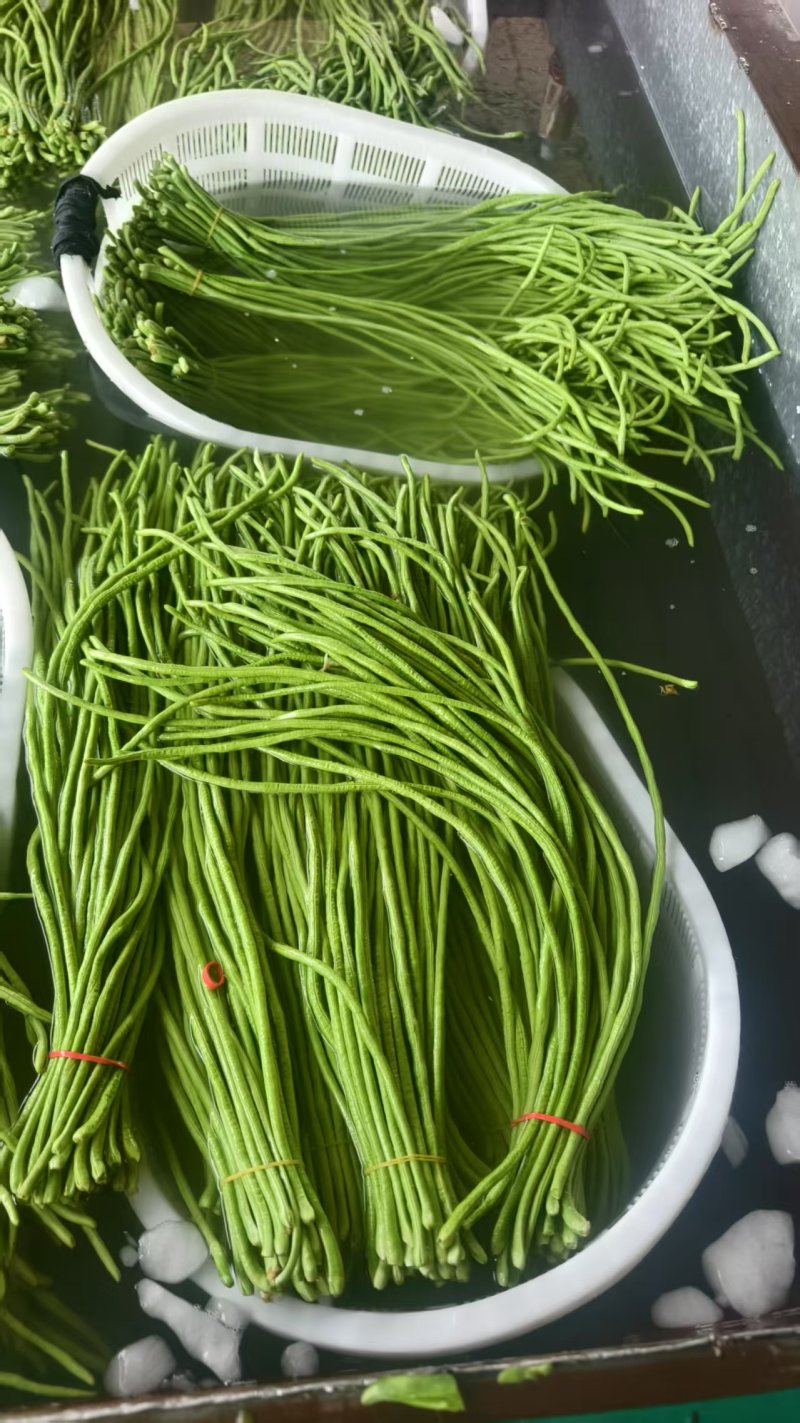 【实力推荐】河南开封精品长豆角产地直销可对接各大市场