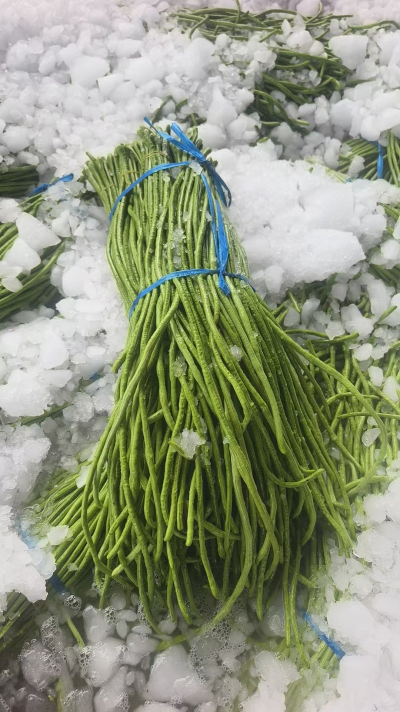 【实力推荐】河南开封精品长豆角产地直销可对接各大市场
