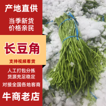 【实力推荐】河南开封精品长豆角产地直销可对接各大市场