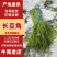 【实力推荐】河南开封精品长豆角产地直销可对接各大市场