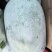 四川成都黑皮产地直供白皮冬瓜蔬菜基地精品吊瓜整车供应