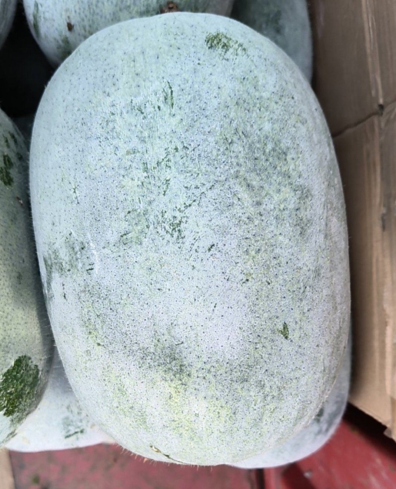 四川成都黑皮产地直供白皮冬瓜蔬菜基地精品吊瓜整车供应