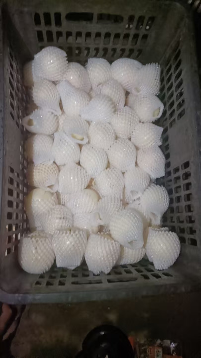 人参果正品保障长期供货云南人参果商超品质全国发货