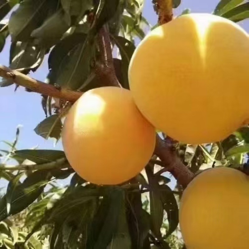 精品黄桃