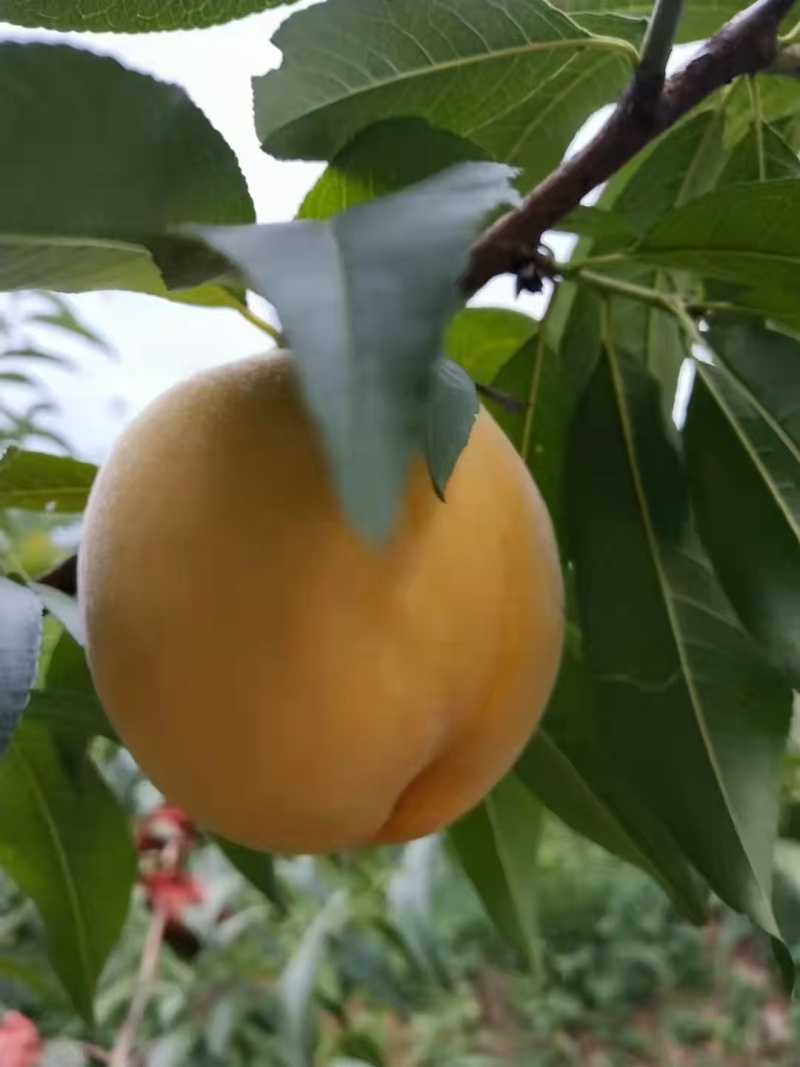 精品黄桃