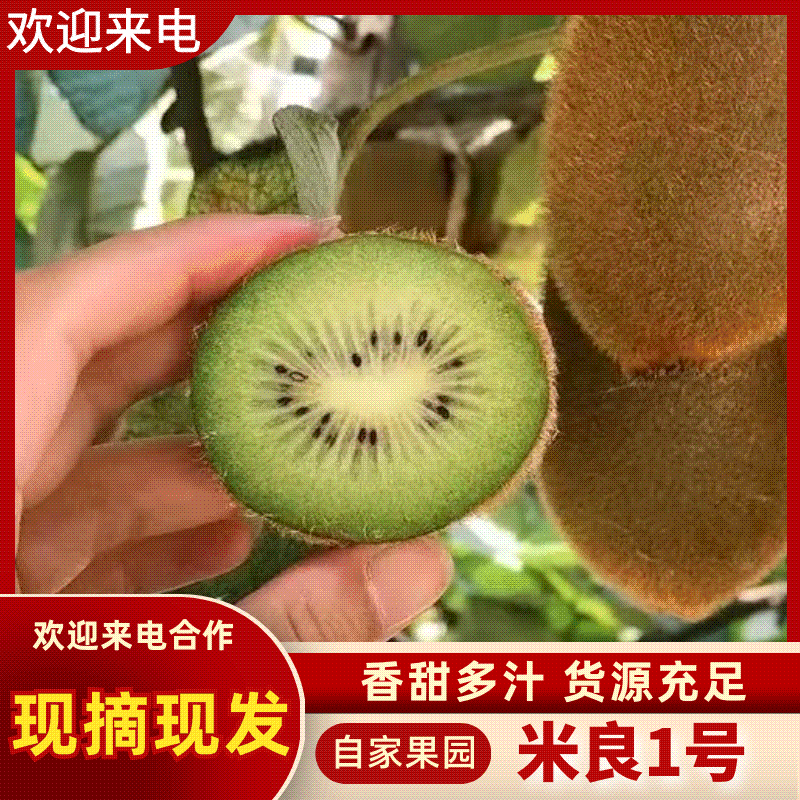湖南猕猴桃米良1号绿心猕猴桃货源充足价格实惠全国发