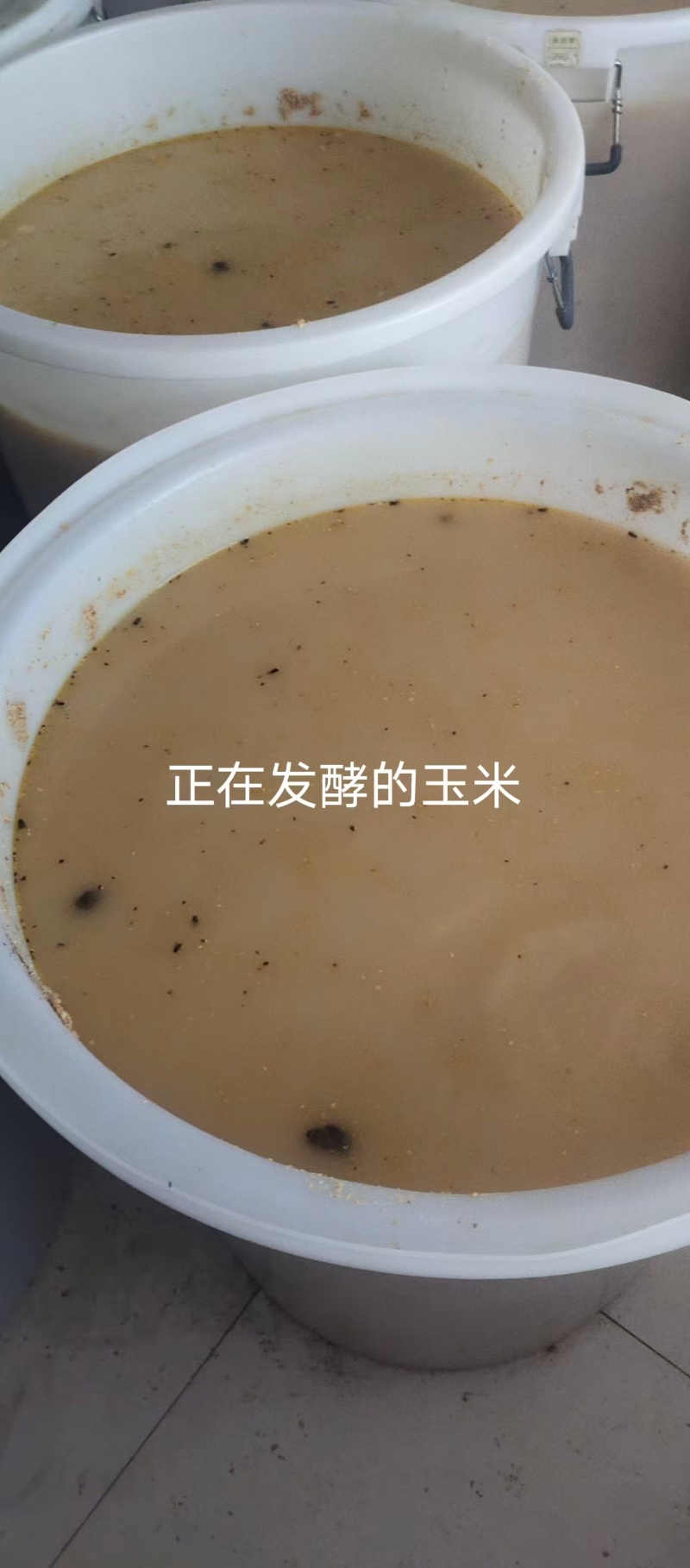 五酿品质保证服务周到产地直发欢迎联系