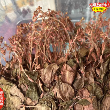吃漳州金线莲干货福建金线莲种苗厦门龙岩新鲜金线莲9亩