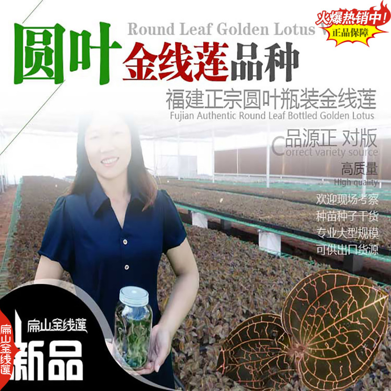 吃漳州金线莲干货福建金线莲种苗厦门龙岩新鲜金线莲9亩