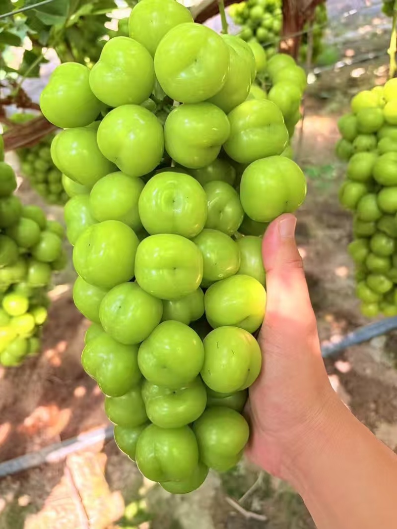 陕西阳光玫瑰葡萄皮薄肉厚，基地直发供应全国质量保证