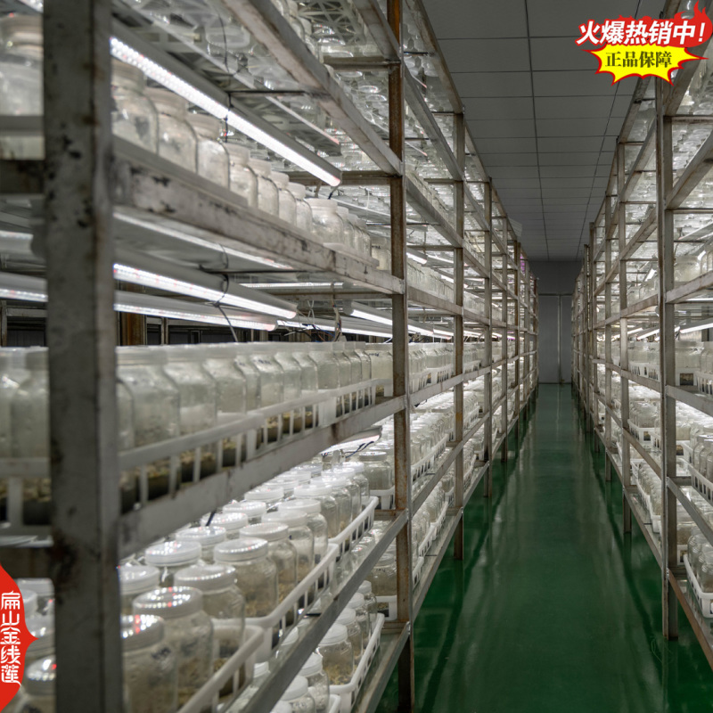 福建纯叶整珠金线莲干品林下干货厂家价格进货渠道25