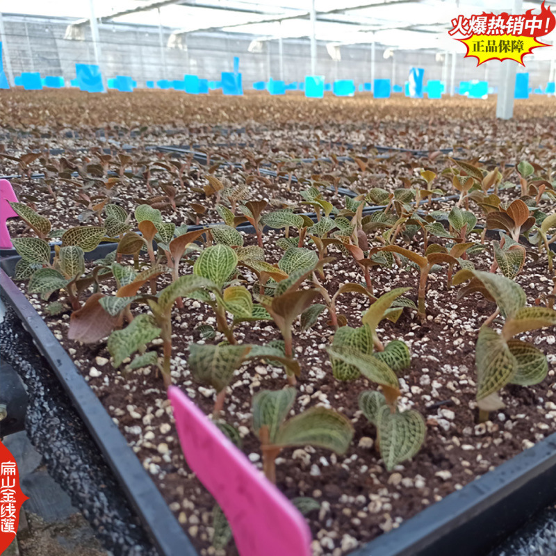 规模化林下福建红霞金线莲种苗种植基地台湾大圆叶仿野生