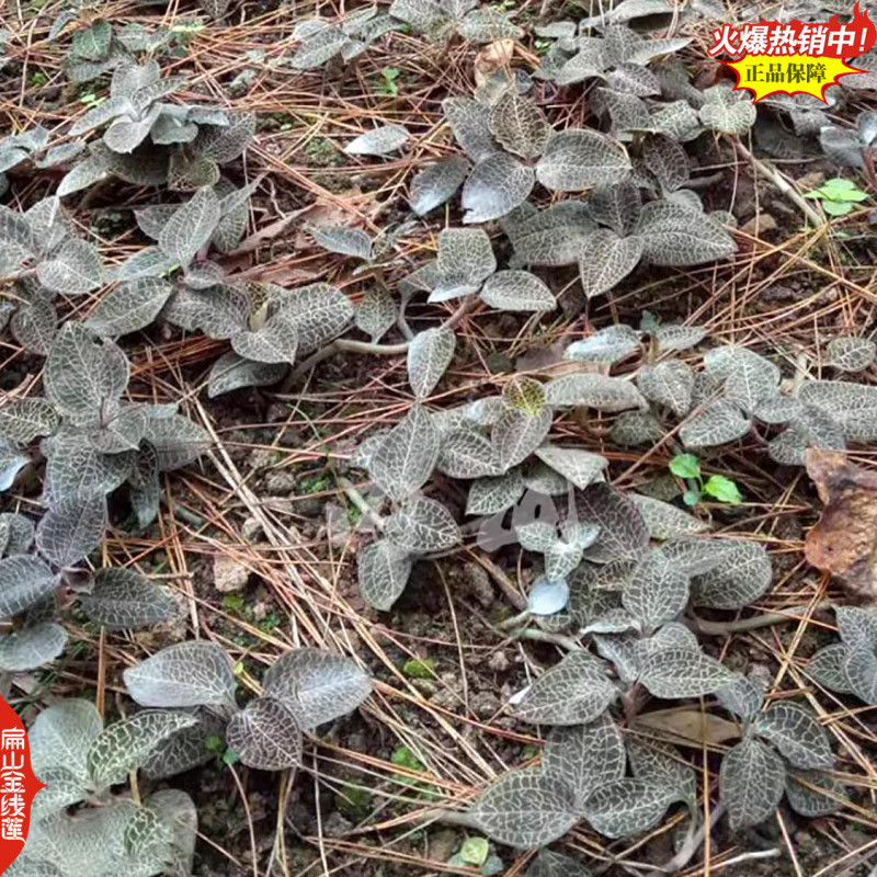规模化林下福建红霞金线莲种苗种植基地台湾大圆叶仿野生