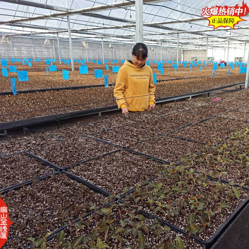 福建大叶台湾龙岩上杭大型红霞金线莲种苗培育基地