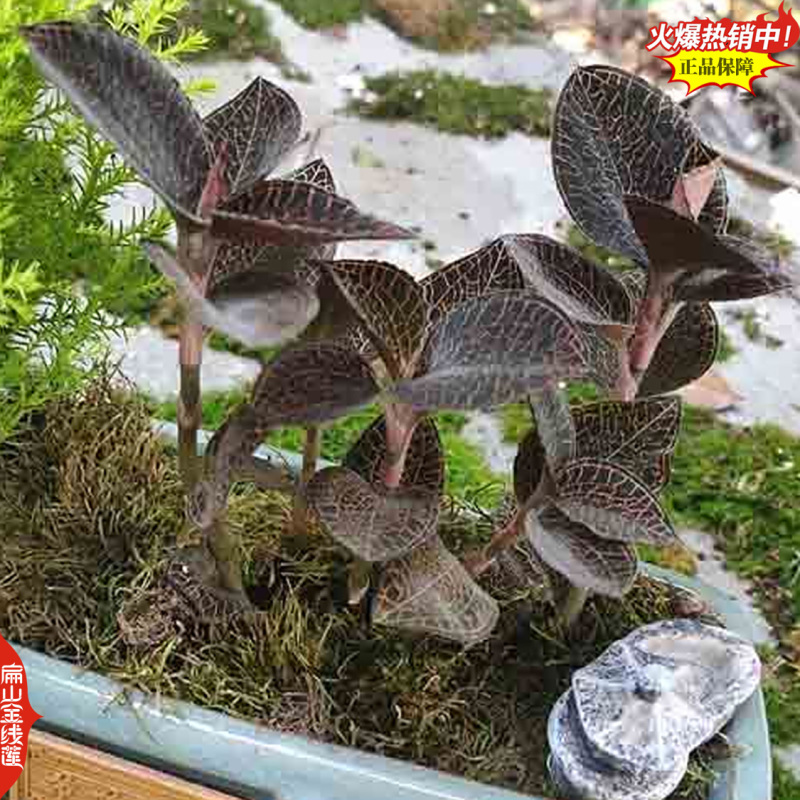 福建大叶台湾龙岩上杭大型红霞金线莲种苗培育基地