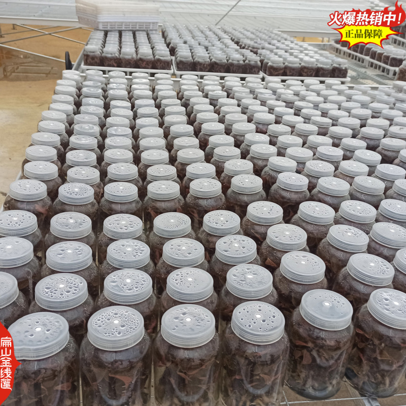 想开店找金线莲瓶装篮子装金线莲种苗货渠道货源的朋友请进来