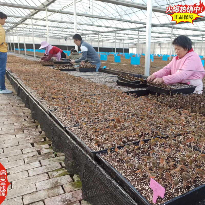 想开店找金线莲瓶装篮子装金线莲种苗货渠道货源的朋友请进来