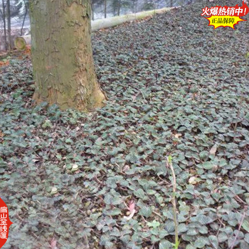 想开店找金线莲瓶装篮子装金线莲种苗货渠道货源的朋友请进来
