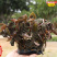 福建大圆叶台湾红霞线莲种苗组培苗培育大型专业基地35颗
