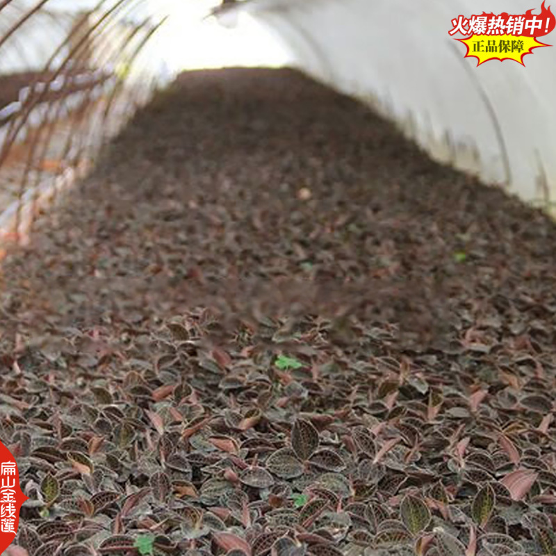 福建大圆叶台湾红霞线莲种苗组培苗培育大型专业基地35颗