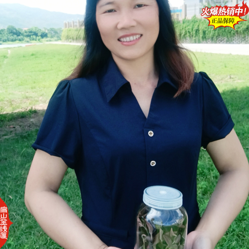 福建台湾大圆叶红霞金线莲种苗培育基地-广西浙江红杆改良