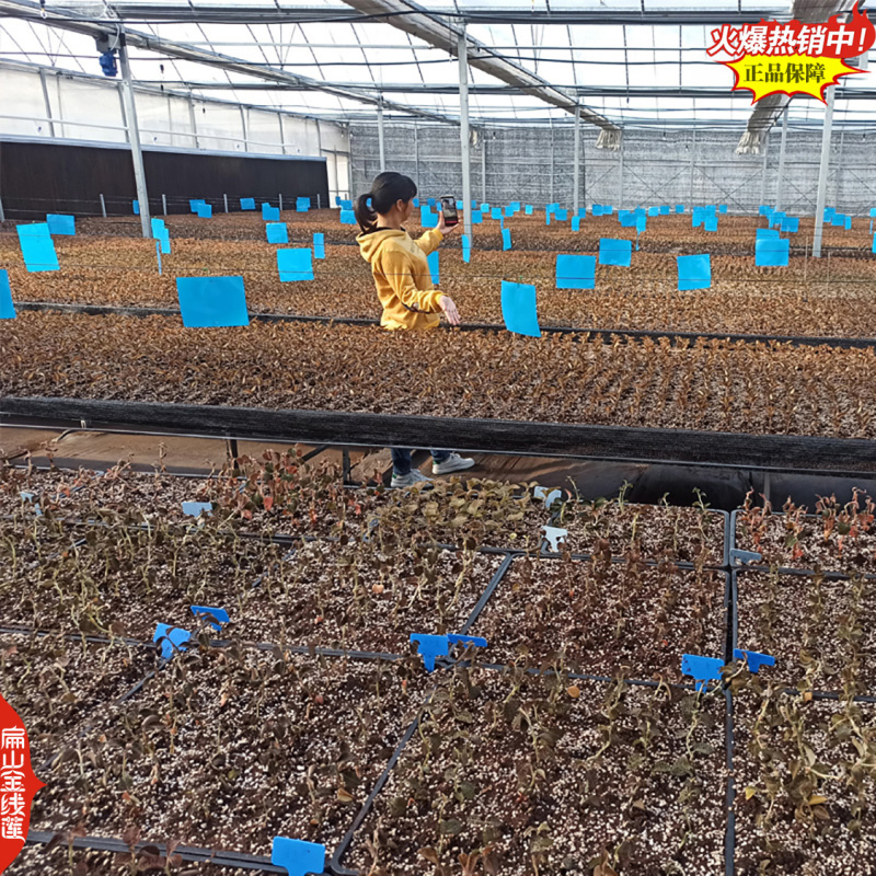 福建台湾大圆叶红霞金线莲种苗培育基地-广西浙江红杆改良