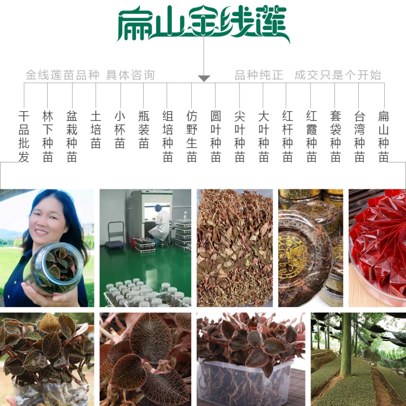福建台湾大圆叶红霞金线莲种苗培育基地-广西浙江红杆改良