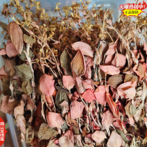 可食用新鲜福建金线莲干品红霞金线莲干货500G-1千克