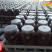 可食用新鲜福建金线莲干品红霞金线莲干货500G-1千克