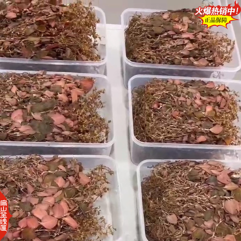 可食用新鲜福建金线莲干品红霞金线莲干货500G-1千克
