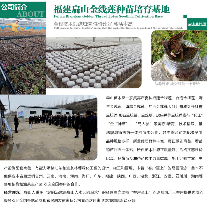 可食用新鲜福建金线莲干品红霞金线莲干货500G-1千克
