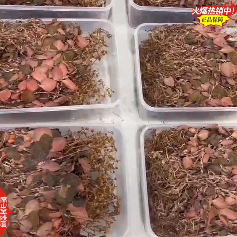 林下福建仿野生金线莲干货1斤500克红霞大叶金线莲干品