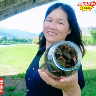 找福建金线莲瓶装种苗货源漳州南靖台湾红霞大叶金线莲f