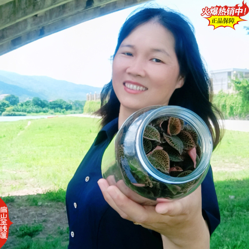 找福建金线莲瓶装种苗货源漳州南靖台湾红霞大叶金线莲f