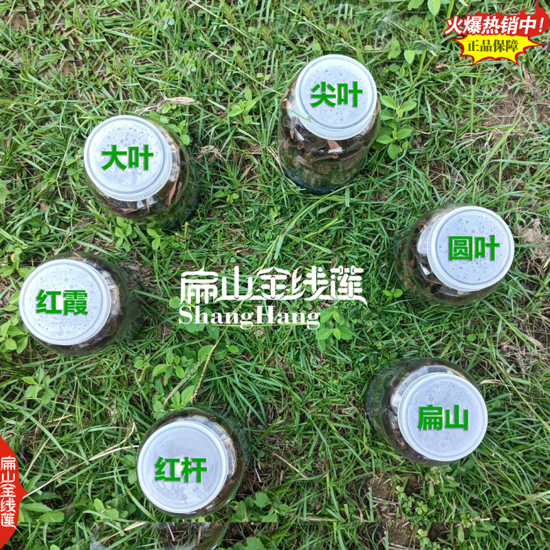 找福建金线莲瓶装种苗货源漳州南靖台湾红霞大叶金线莲f