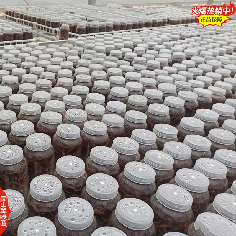 找福建金线莲瓶装种苗货源漳州南靖台湾红霞大叶金线莲f