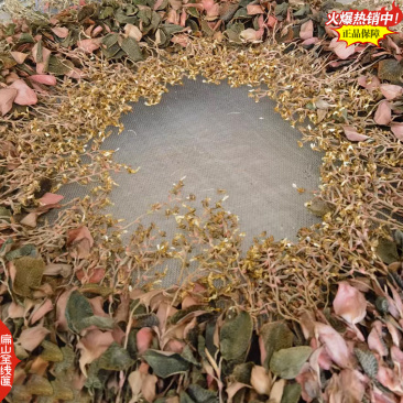 选福建金线莲干货货源仿野生台湾小叶尖叶大叶红霞金线兰