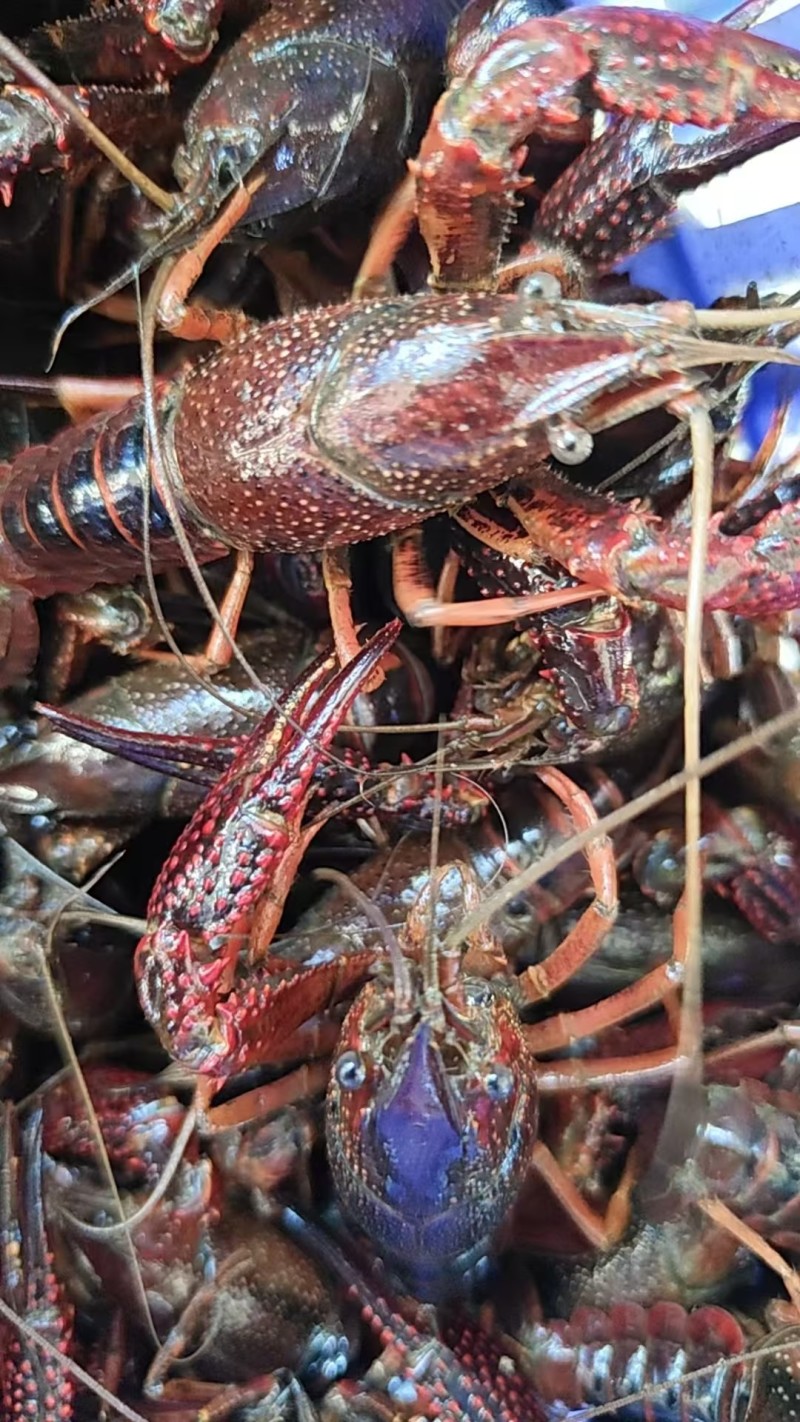洪湖小龙虾产地直发规格齐全肉质饱满供应全国量大优惠