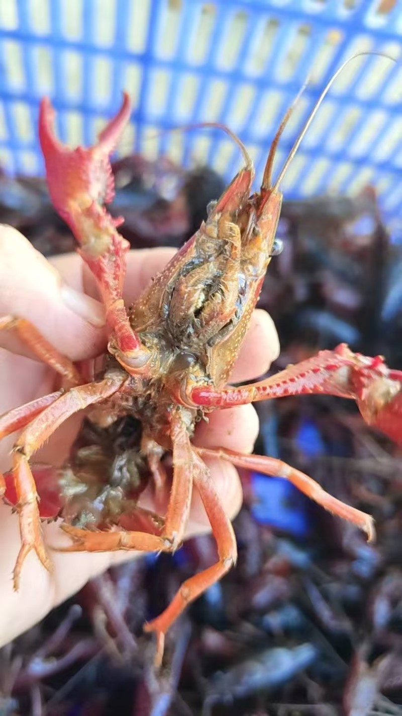 洪湖小龙虾产地直发规格齐全肉质饱满供应全国量大优惠