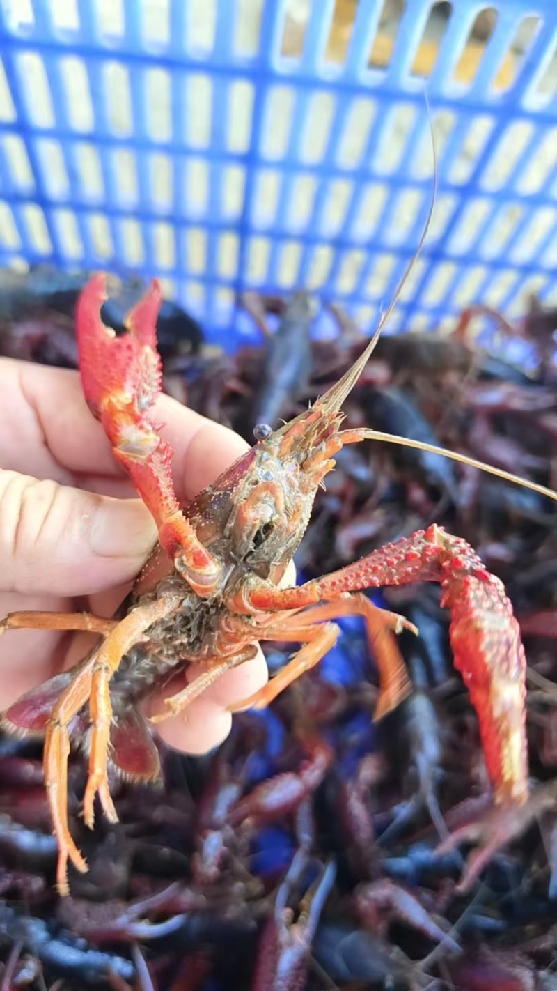 洪湖小龙虾产地直发规格齐全肉质饱满供应全国量大优惠