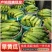 《旱黄瓜》新鲜采摘/现货供应/量大从优/欢迎来电洽谈