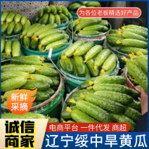 旱黄瓜产地直供/新鲜现摘/全国发货/欢迎来电