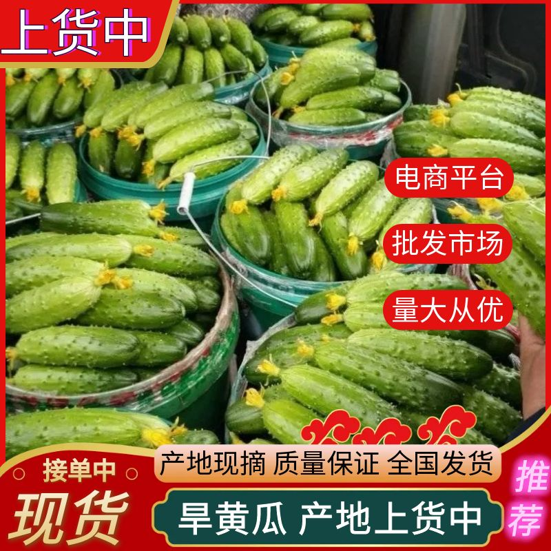旱黄瓜产地批发/新鲜现摘/全国发货/欢迎来电
