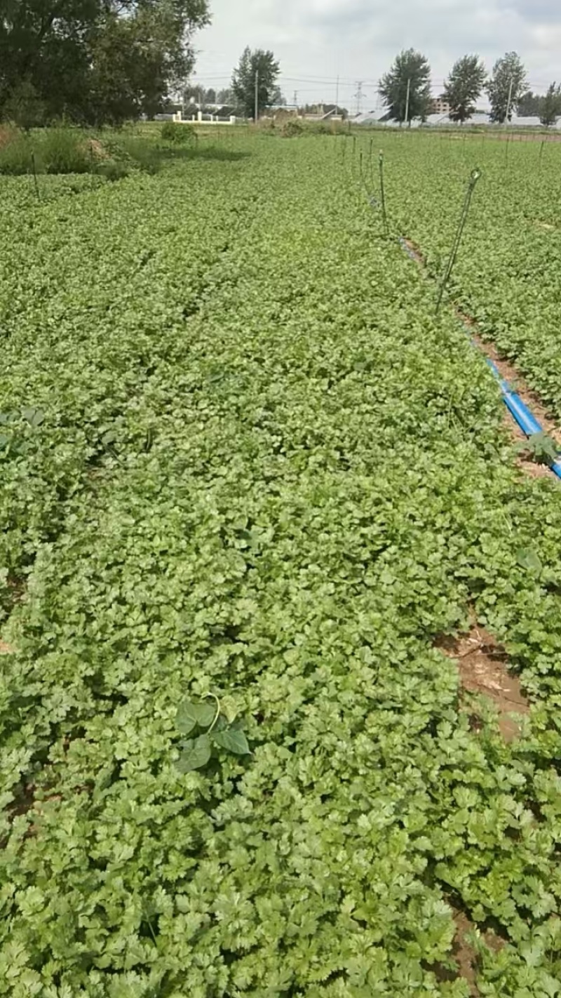 【热卖】山西长治大叶香菜量大质优基地直销支持视频看货