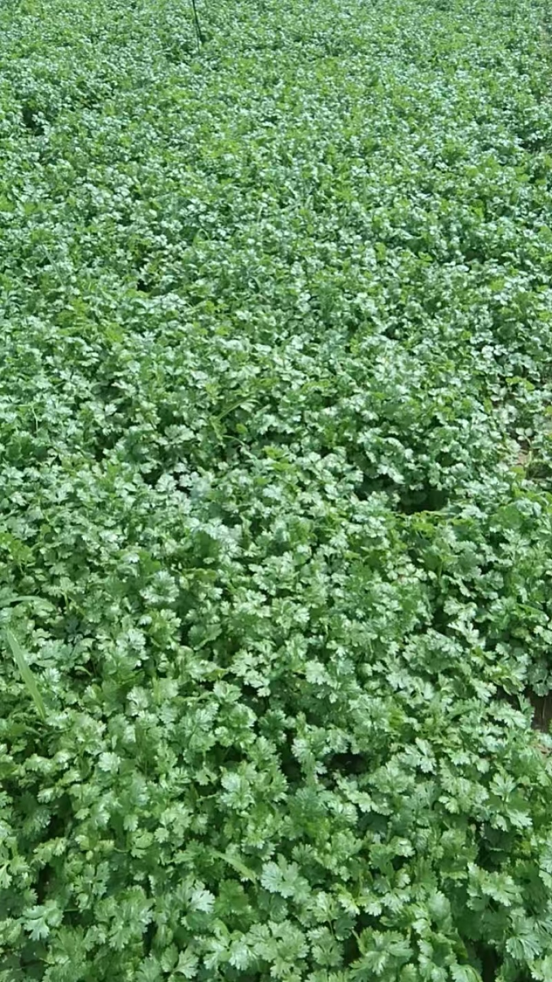 【热卖】山西长治大叶香菜量大质优基地直销支持视频看货
