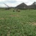 大叶香菜百亩基地直销量大质优价格优惠一手货源采购中